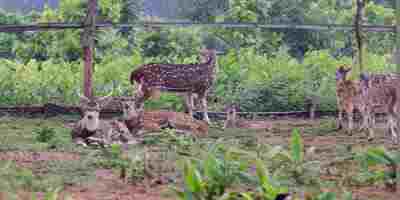 Dullahazra Safari Park – Cox's Bazar