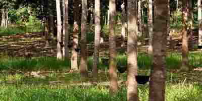 Ramu Rubber Garden – Cox's Bazar