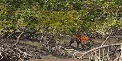 Beautiful beach of Sundarbans